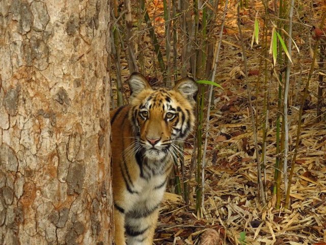 Tadoba 1