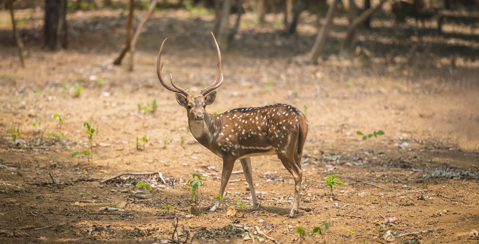 Jamshedpur Dalma National Park Jharkhand