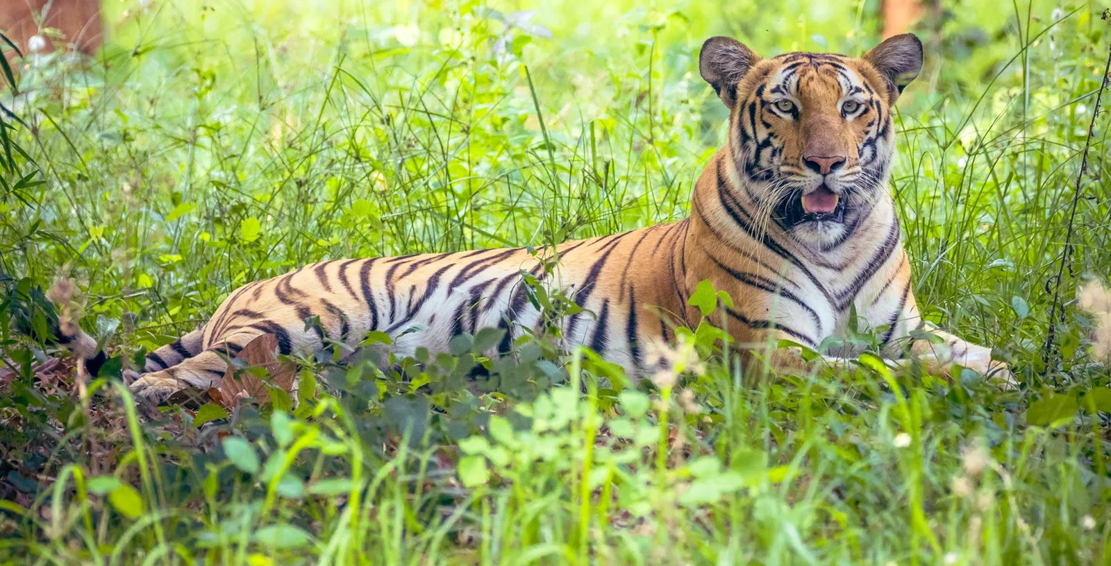 Ranchi Birsa Biological Park Zoo Jharkhand
