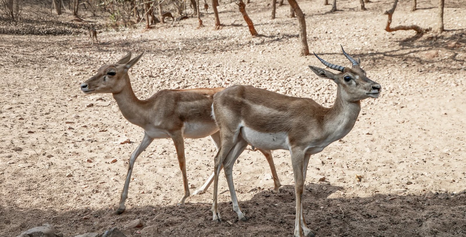 The-Pench-The-Pandit-Jawaharlal-Nehru-National-Park-and-Tiger-Reserve-Nagpur-Maharashtra