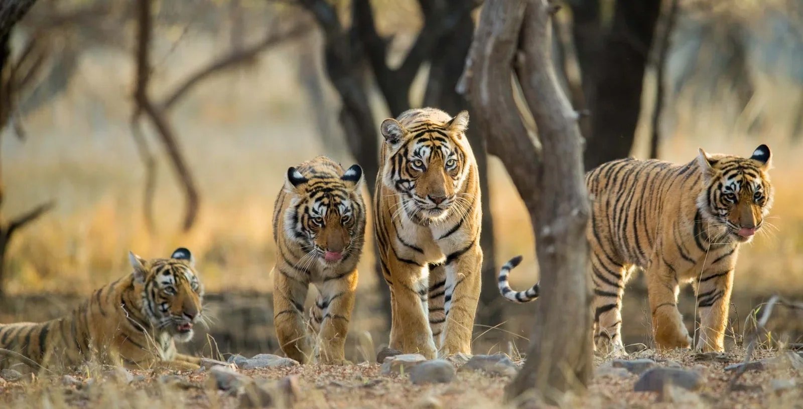 Tigers-at-Ranthambhore-National-Park-Rajasthan-India