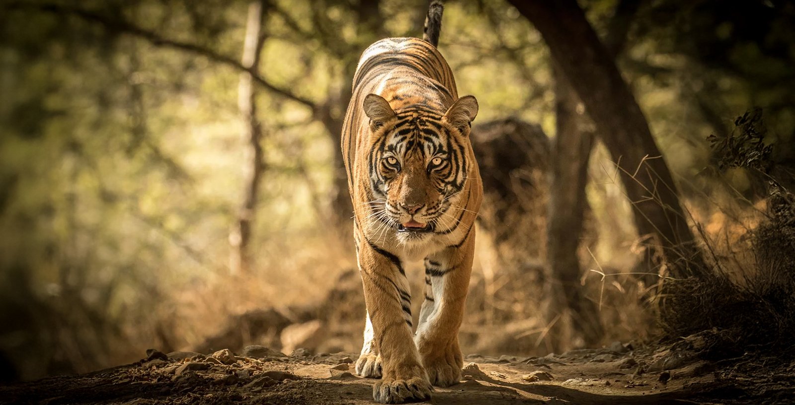 Tiger at Ranthambhore National Park Rajasthan India
