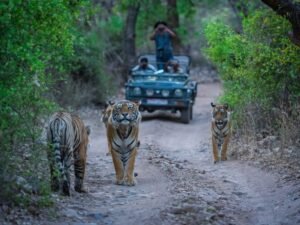 Indian Odyssey: A Regal 8-Day Luxury Rail Sojourn from Delhi to Mumbai