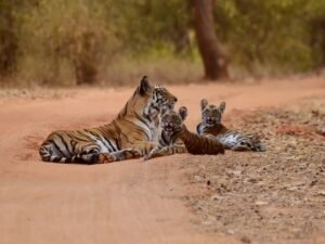 Planning a Multi-City India Trip Easily: The Definitive Guide to Luxury Rail Travel